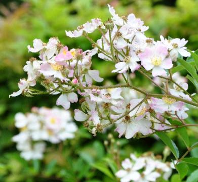 Rosa 'Tapis Volant' - Louis Lens  - bodembedekkende heesterroos.