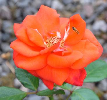 RosaWendyvanWantenDVP1995Flor