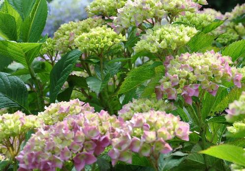 Hydrangea macrophylla 'Blaue Donau' op kalkrijke grond, roze bloemen