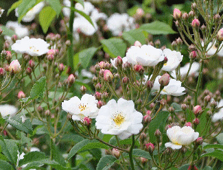 Rosa 'Dentelle de Bruges'