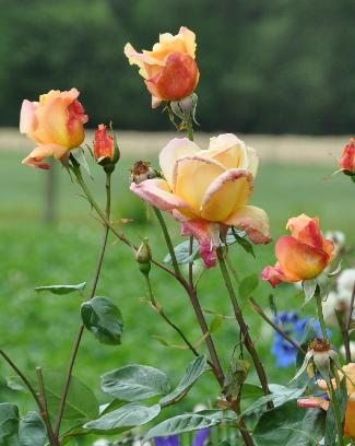 rosa du maitre d'école