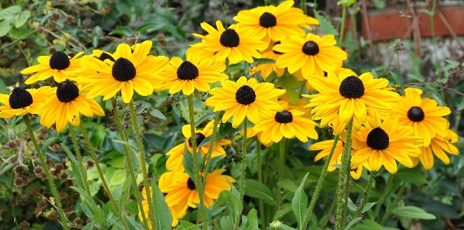 Rudbeckia