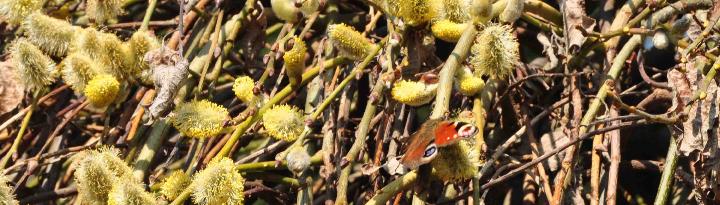 SalixcapreakilmarnockmetDagpauwenoogop22maart2012