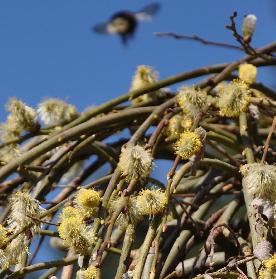 SalixcapreapendulaVN