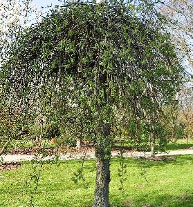 Salix caprea Weeping Sally global picture2VNN