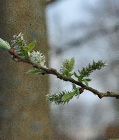 Salixcinereacatkins