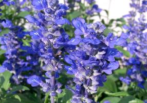 Salvia-farinacea-3