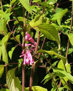 Salvia-involucrata