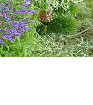 Salvia 'Blauhügel'