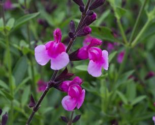 Salvia greggii 'Icing Sugar'