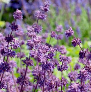 Salvia verticulata 'Purple Rain'