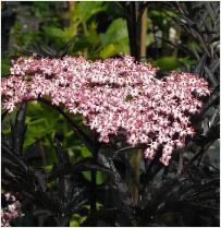 Sambucus nigra var. laciniata 'Black Lace'