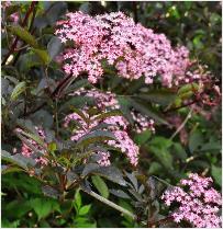 Sambucus nigra 'Black Beauty'  syn. 'Gerda' bloemen