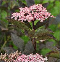 Sambucus nigra 'Guincho Purple' bloei closeup 