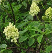 Sambucus pubens foto flowers