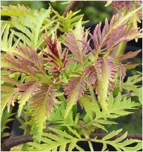 Sambucus racemosa 'Sutherland Gold'