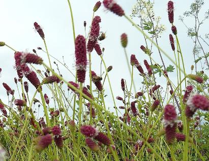 Sanguisorba-tenuifolia-purpurea-rode-pimpernel