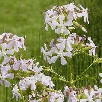 saponariaofficinaliscloseupflower