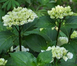 SNOWBALLHYDRANGEA