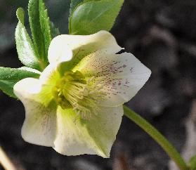 SpontanekruissingArgutifoliusenOrientalis2011