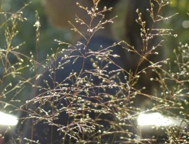 Sporobolus heterolepis 'Cloud'