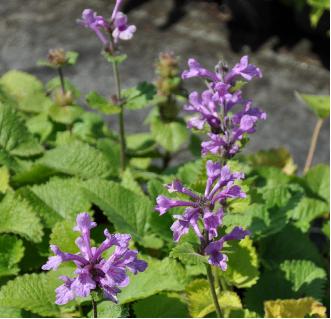 StachysgrandifloraSuperba