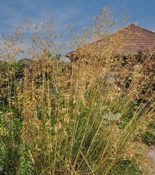 Stipa Gigantea locatie Hyde Hall Gardens