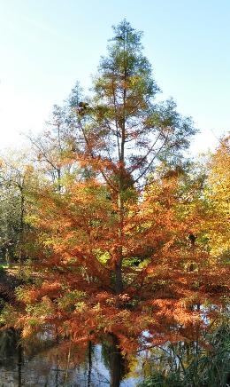 Taxodium-distichum-moerascypres-herfstkleuren