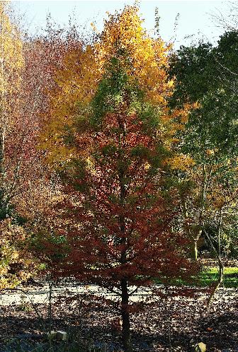 Taxodium-distichum-Moerascypres-3