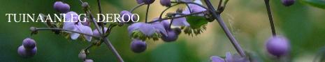 thalictrum