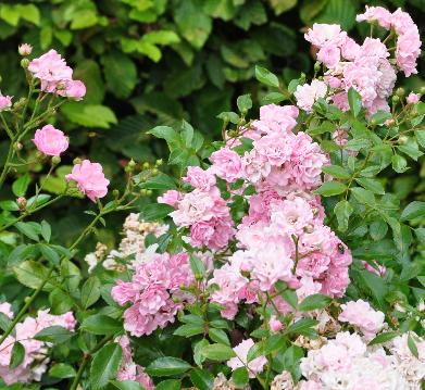  ROSA  'The Fairy' - Bentall 1932 - Stamroos - Halfstamroos - Polyantharoos ROSA  'The Fairy' - Bentall 1932 - Stamroos - Halfstamroos - Polyantharoos