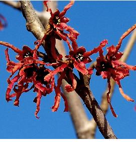 Hamamelis_x_intermedia_Angelly