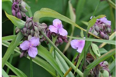 TradescantiaandersonianaxPerinnesPinknice