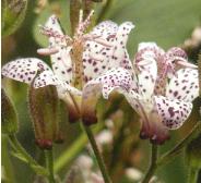 tricyrtis2