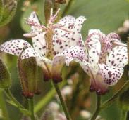 Tricyrtis