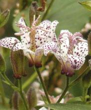 tricyrtis2