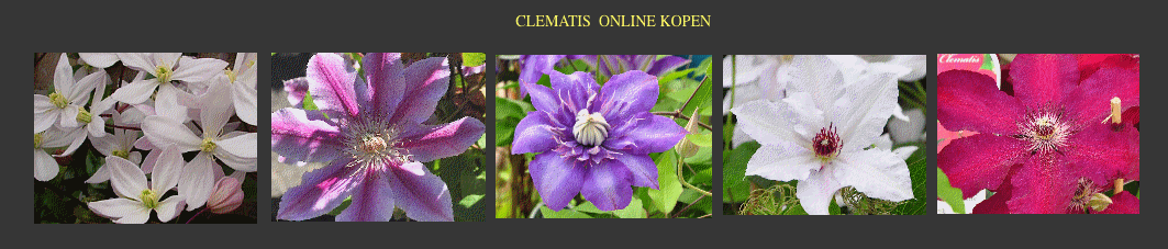 Clematis foto's , info, prijzen