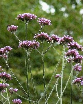 Verbena-bonariensis