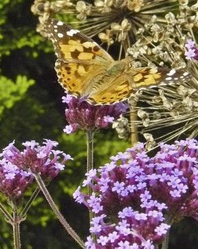 Verbena-bonariensis-met-distelvlinder-closeup