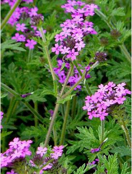 Verbena-canadensis-ijzerhard