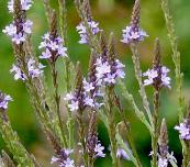 Verbena hastata 