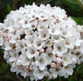 Viburnum-carcephalum