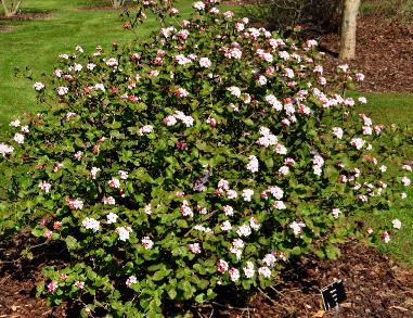 Viburnum-carlesii-Diane-global-picture-habit