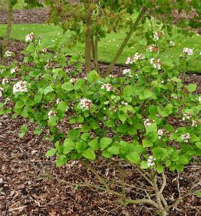 Viburnum-carlesii-'Compactum'