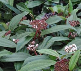 Viburnum-davidii-bessen-en-bloemen