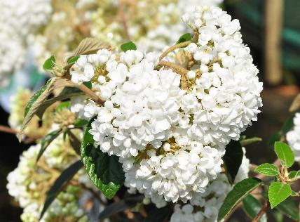 Viburnum 'Eskimo' closeup-picture