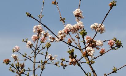 Viburnum-farreri-Joni-ronde -bloembollen