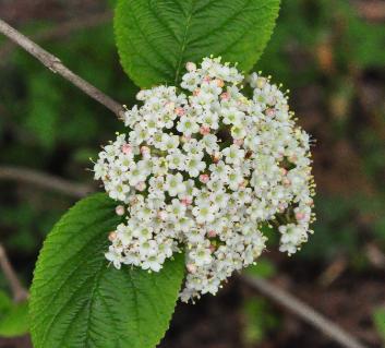 Viburnum-globeratum-vn