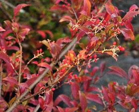 Viburnum-Hillieri-Winton-herfstkleuren-bessen