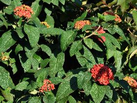 Viburnum-lantana-Candy-foto-rode-bessen